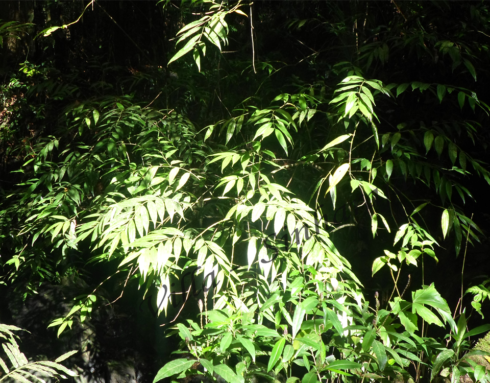 Eco Villa-Sinharaja-Sinharaja Rain Forest